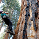 Image for article titled California's Drought Is Now Threatening Its Millennia-Old Sequoias